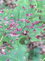 Leiobunum nigropalpi