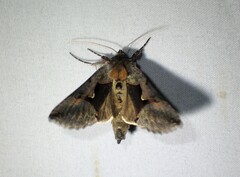 Autographa ampla