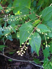 Petiveriaceae