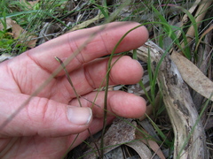 Caladenia prolata