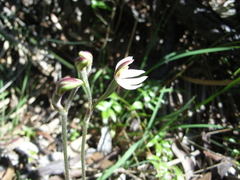 Caladenia prolata