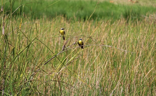 Tyran sociable (Myiozetetes similis)
