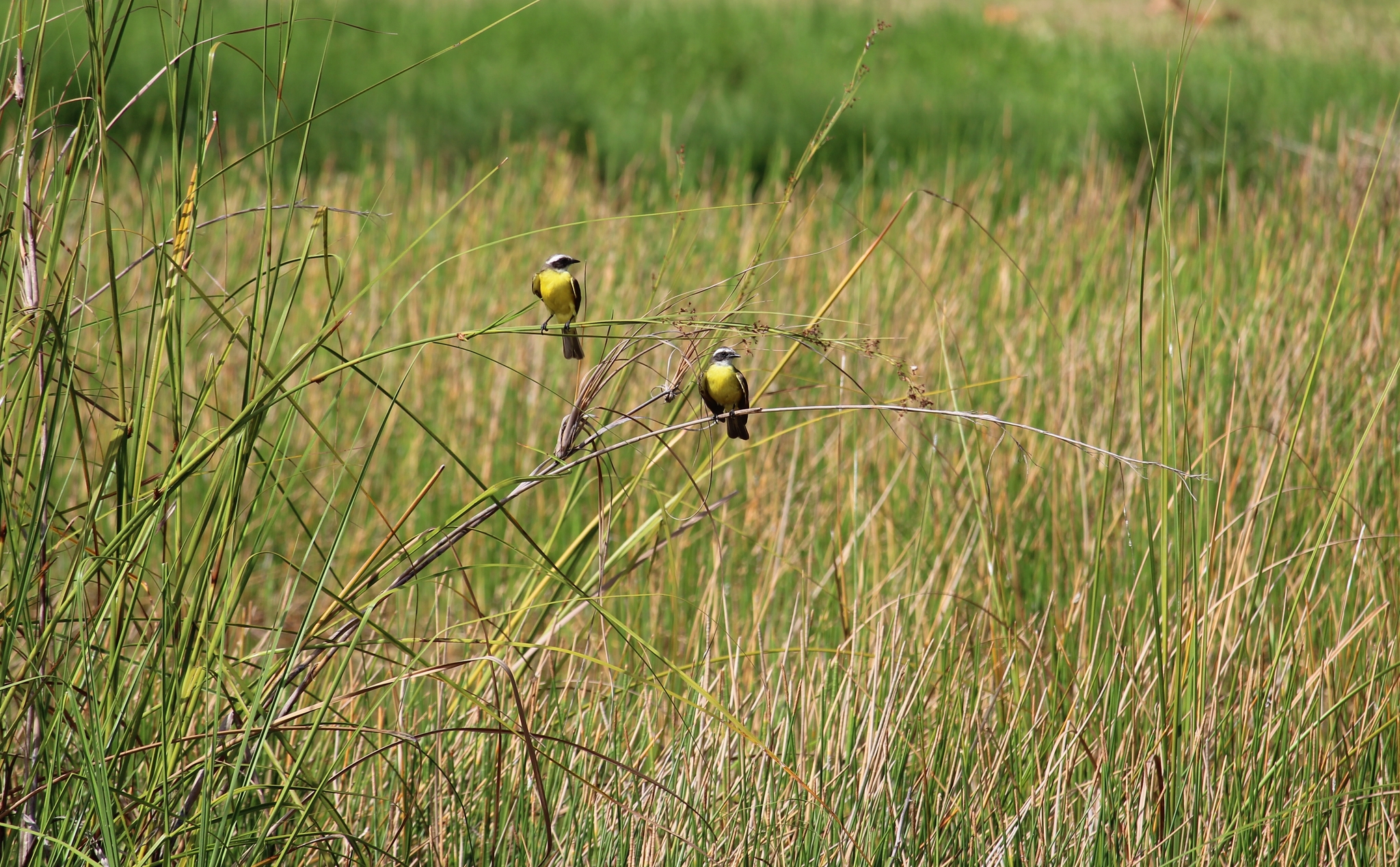 Social Flycatcher (Myiozetetes similis)