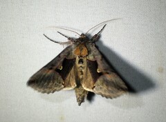 Autographa ampla
