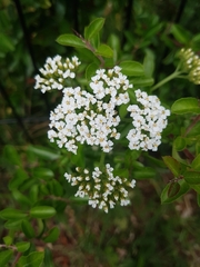 Achillea millefolium