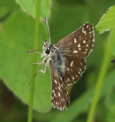 Spialia orbifer