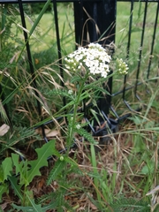 Achillea millefolium