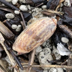 Oliva miniacea
