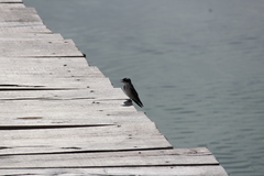 Tachycineta albilinea