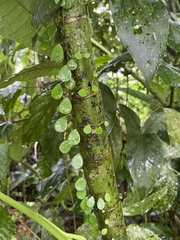 Peperomia rotundifolia image