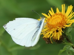 Pieris balcana