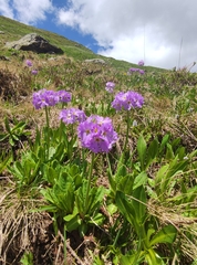 Primula algida