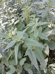Urtica dioica