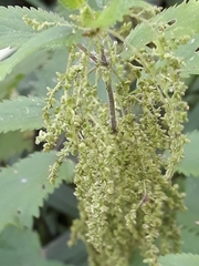 Urtica dioica