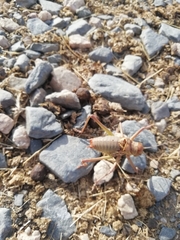 Platystolus martinezii