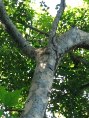 Astronium graveolens