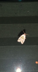 Maliattha synochitis