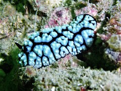 Phyllidiella pustulosa