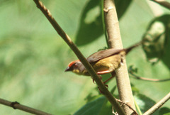 Atlapetes pileatus