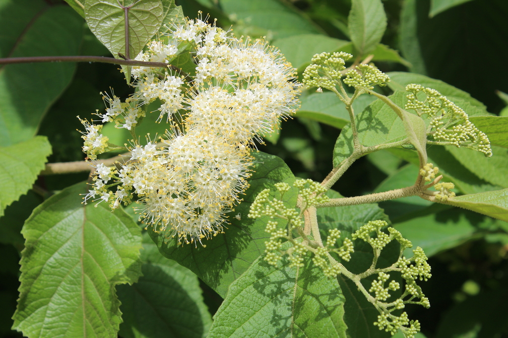 Callicarpa acuminata (Callicarpa acuminata)