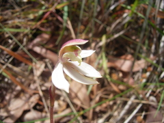 Caladenia prolata