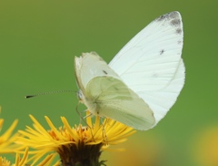 Pieris balcana