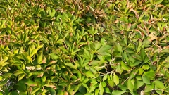 Enkianthus perulatus