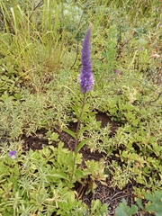 Veronica spicata bashkiriensis