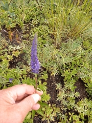 Veronica spicata bashkiriensis