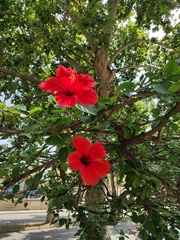 Hibiscus rosa-sinensis