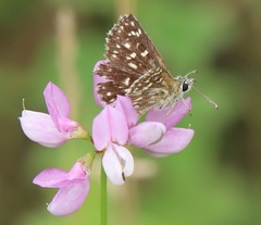 Spialia orbifer