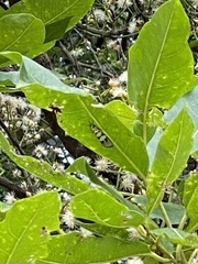 Heortia vitessoides