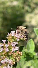 Apis mellifera