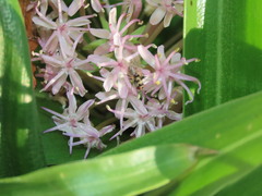 Daubenya comata