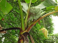 Musa itinerans kavalanensis