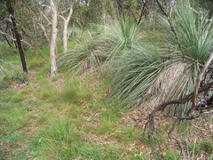 Caladenia prolata