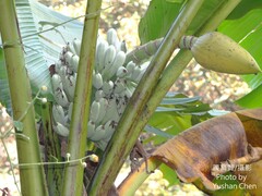 Musa itinerans kavalanensis