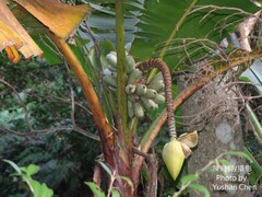 Musa itinerans kavalanensis