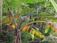 Musa itinerans kavalanensis