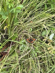 Aglais urticae