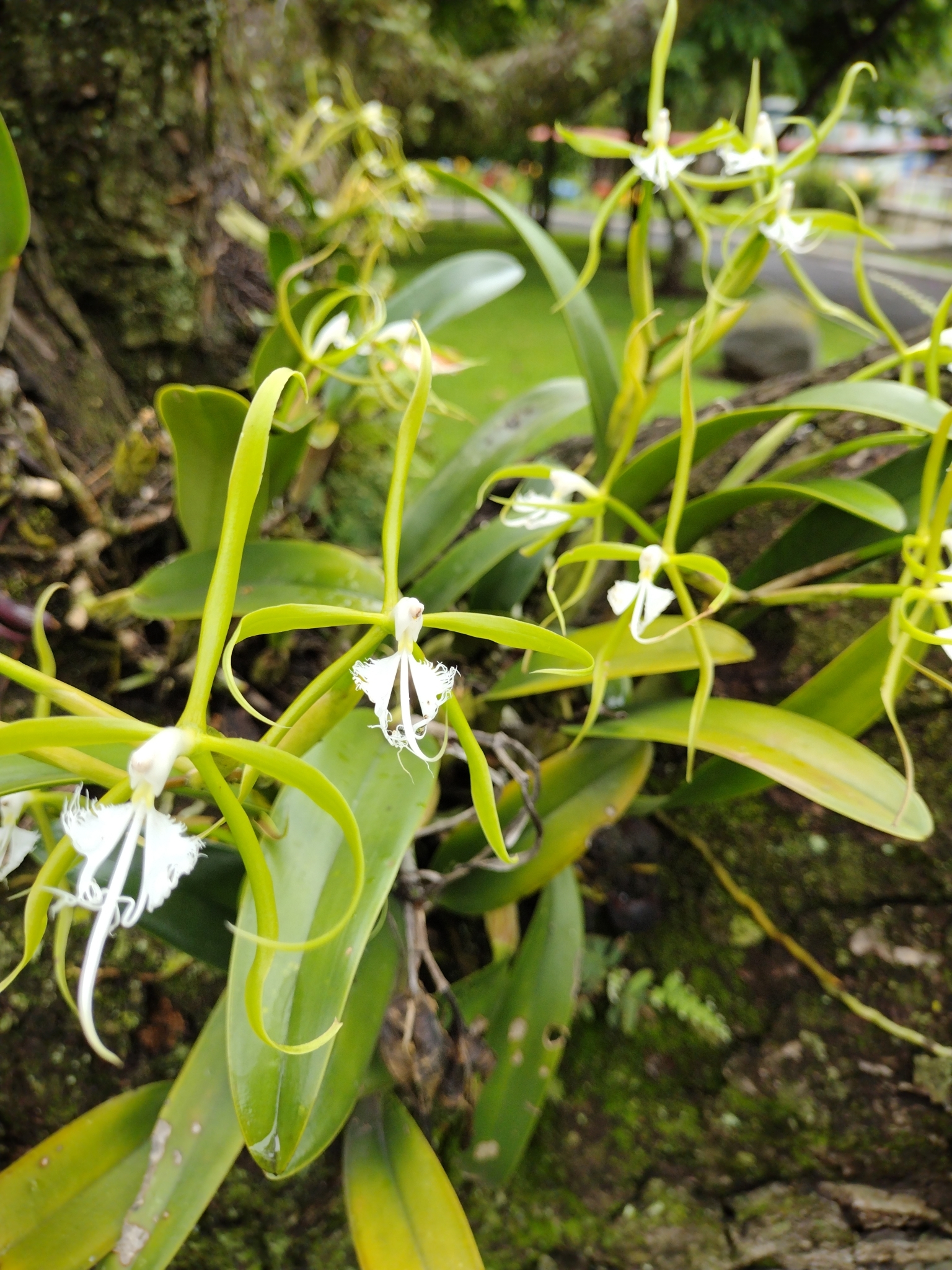 Epidendrum ciliare