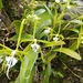 Orquídea Pestañas de Dama - Photo (c) ADLAI MENESES, algunos derechos reservados (CC BY-NC), subido por ADLAI MENESES