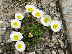 Ranunculus glacialis