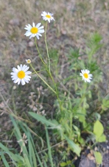 Tripleurospermum inodorum