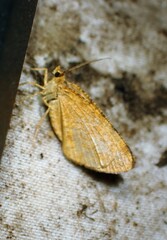 Macaria brunneata