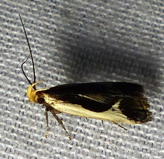 Dichomeris flavocostella