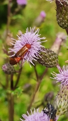 Rhagonycha fulva