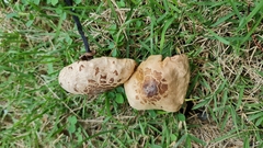 Agaricaceae