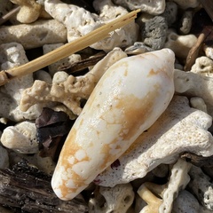 Conus magnificus