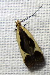 Dichomeris flavocostella